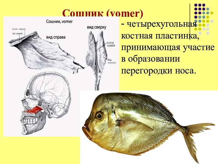 Сошник (vomer) - четырехугольная костная пластинка, принимающая участие в образовании перегородки носа.