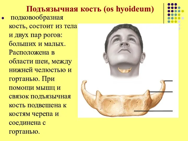 Подъязычная кость (os hyoideum) подковообразная кость, состоит из тела и двух пар