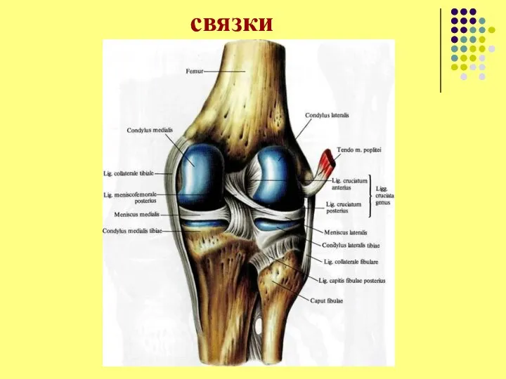 связки