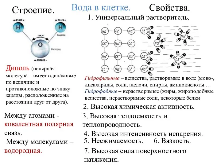 Вода в клетке. Строение. Свойства. Диполь (полярная молекула – имеет одинаковые по