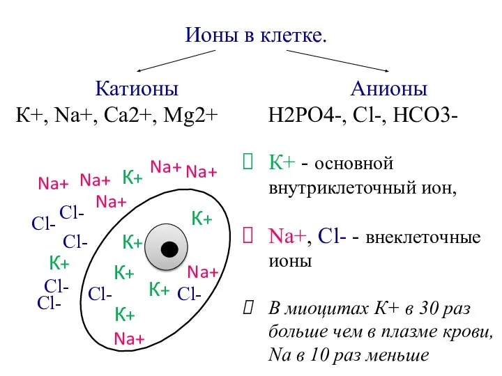 Ионы в клетке. Катионы К+, Na+, Ca2+, Mg2+ Анионы H2PO4-, Cl-, HCO3-