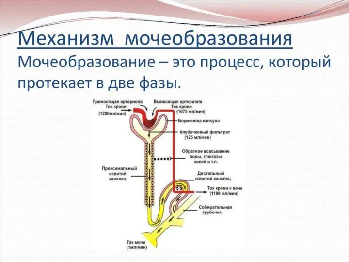 Процесс образования мочи происходит в почках. Физиологический смысл этого процесса заключается в