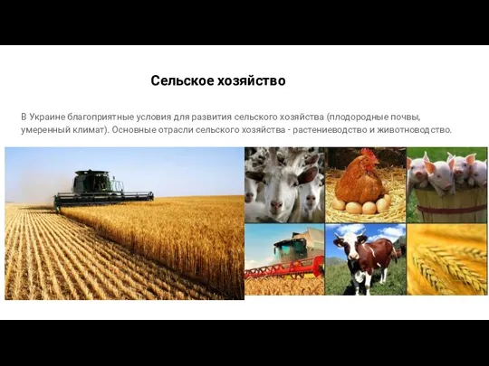 Сельское хозяйство В Украине благоприятные условия для развития сельского хозяйства (плодородные почвы,