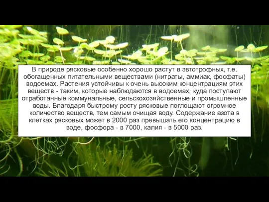 В природе рясковые особенно хорошо растут в эвтотрофных, т.е. обогащенных питательными веществами