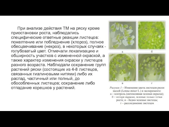 При анализе действия ТМ на ряску кроме приостановки роста, наблюдались специфические ответные