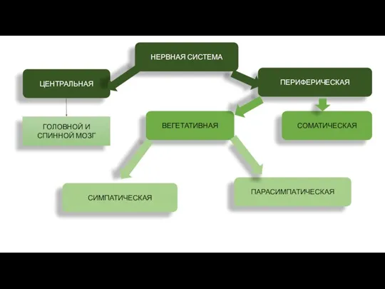 НЕРВНАЯ СИСТЕМА ЦЕНТРАЛЬНАЯ ПЕРИФЕРИЧЕСКАЯ ВЕГЕТАТИВНАЯ СОМАТИЧЕСКАЯ ГОЛОВНОЙ И СПИННОЙ МОЗГ СИМПАТИЧЕСКАЯ ПАРАСИМПАТИЧЕСКАЯ