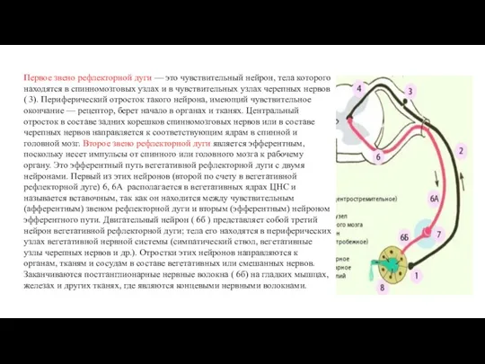 Первое звено рефлекторной дуги — это чувствительный нейрон, тела которого находятся в