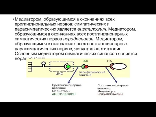 Медиатором, образующимся в окончаниях всех преганглиональных нервов: симпатических и парасимпатических является ацетилхолин.