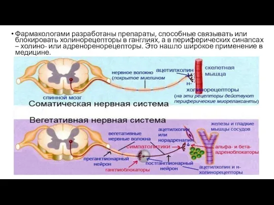 Фармакологами разработаны препараты, способные связывать или блокировать холинорецепторы в ганглиях, а в