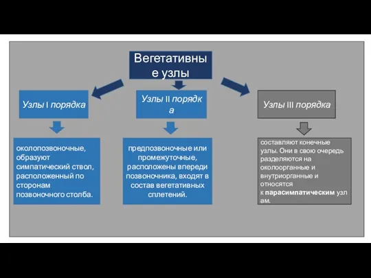 Вегетативные узлы Узлы I порядка Узлы II порядка Узлы III порядка околопозвоночные,