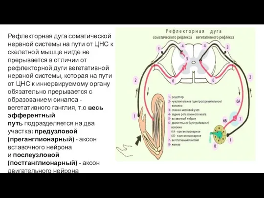 Рефлекторная дуга соматической нервной системы на пути от ЦНС к скелетной мышце