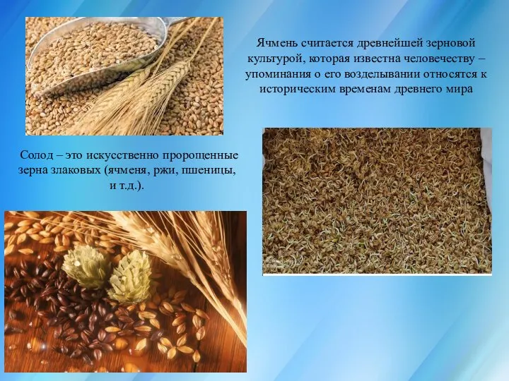 Ячмень считается древнейшей зерновой культурой, которая известна человечеству – упоминания о его
