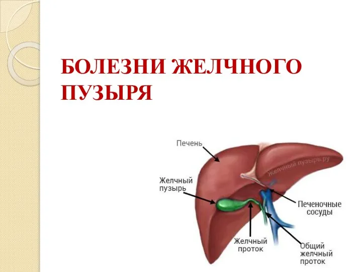 БОЛЕЗНИ ЖЕЛЧНОГО ПУЗЫРЯ