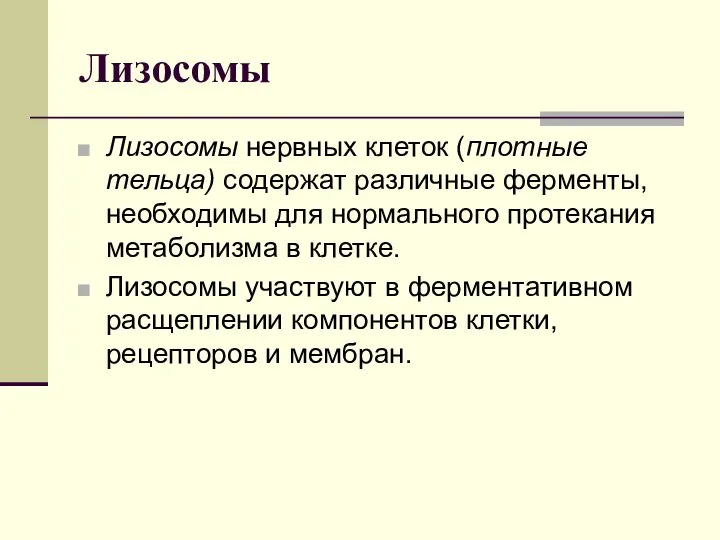 Лизосомы Лизосомы нервных клеток (плотные тельца) содержат различные ферменты, необходимы для нормального