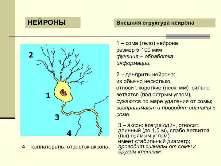 НЕЙРОНЫ Внешняя структура нейрона 1 – сома (тело) нейрона: размер 5-100 мкм