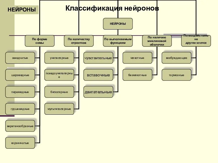 НЕЙРОНЫ Классификация нейронов