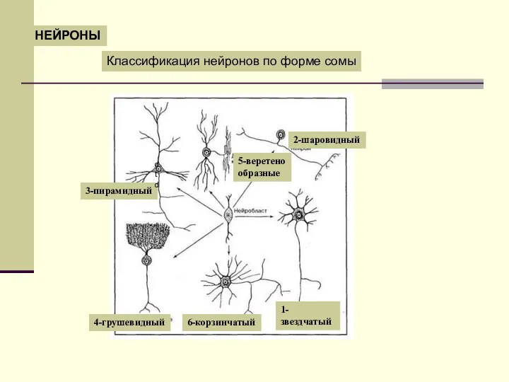 НЕЙРОНЫ Классификация нейронов по форме сомы 1-звездчатый 2-шаровидный 3-пирамидный 4-грушевидный 6-корзинчатый dtd 5-веретено образные