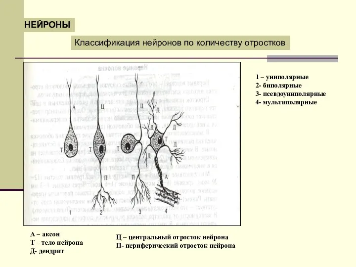 НЕЙРОНЫ Классификация нейронов по количеству отростков 1 – униполярные 2- биполярные 3-