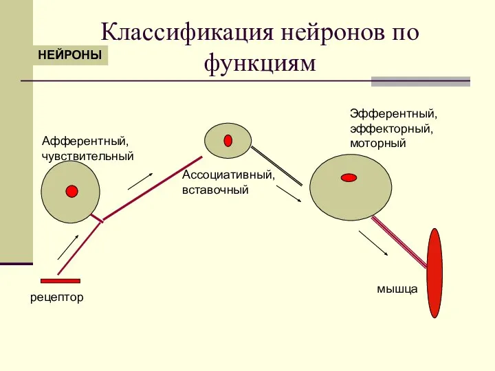 Классификация нейронов по функциям Афферентный, чувствительный Ассоциативный, вставочный Эфферентный, эффекторный, моторный рецептор мышца НЕЙРОНЫ