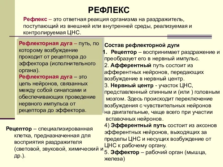 Рефлекторная дуга – путь, по которому возбуждение проходит от рецептора до эффектора