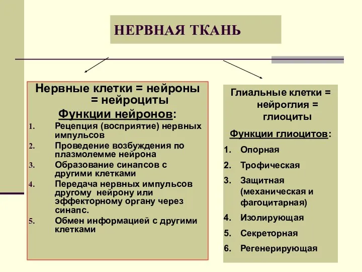 НЕРВНАЯ ТКАНЬ Нервные клетки = нейроны = нейроциты Функции нейронов: Рецепция (восприятие)