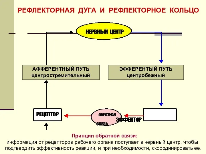 АФФЕРЕНТНЫЙ ПУТЬ центростремительный ЭФФЕРЕНТЫЙ ПУТЬ центробежный РЕФЛЕКТОРНАЯ ДУГА И РЕФЛЕКТОРНОЕ КОЛЬЦО Принцип