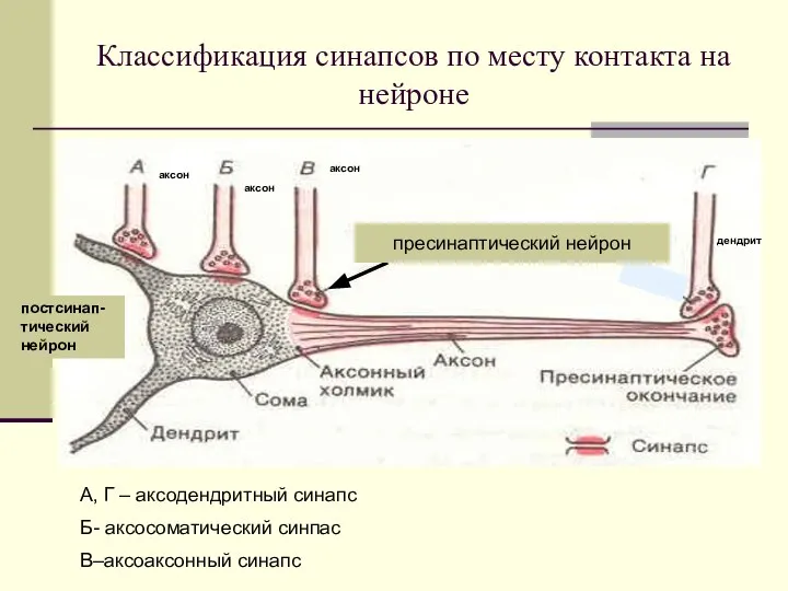 Классификация синапсов по месту контакта на нейроне А, Г – аксодендритный синапс