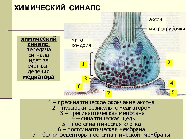 химический синапс: передача сигнала идет за счет вы- деления медиатора 1 –