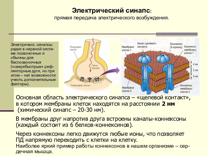 Основная область электрического синапса – «щелевой контакт», в котором мембраны клеток находятся