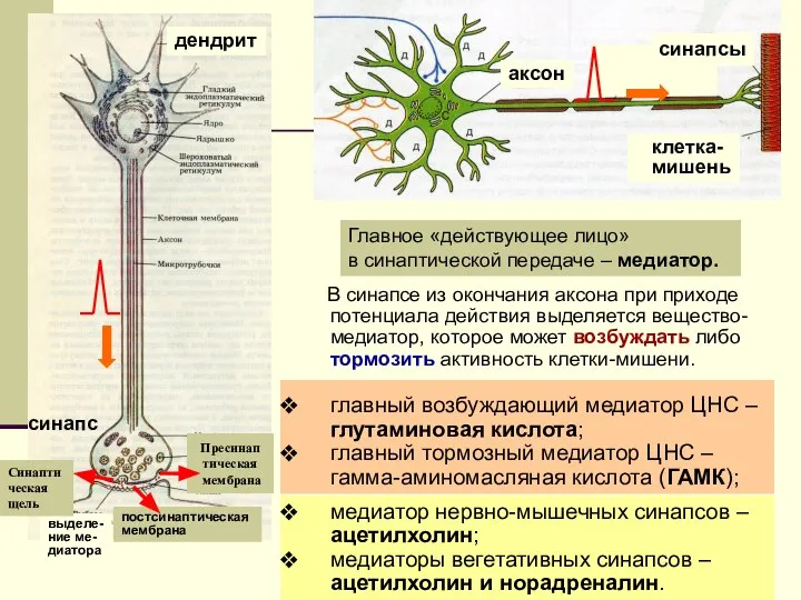 В синапсе из окончания аксона при приходе потенциала действия выделяется вещество-медиатор, которое