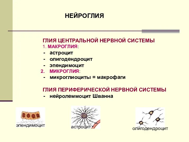 НЕЙРОГЛИЯ ГЛИЯ ЦЕНТРАЛЬНОЙ НЕРВНОЙ СИСТЕМЫ 1. МАКРОГЛИЯ: астроцит олигодендроцит эпендимоцит МИКРОГЛИЯ: микроглиоциты