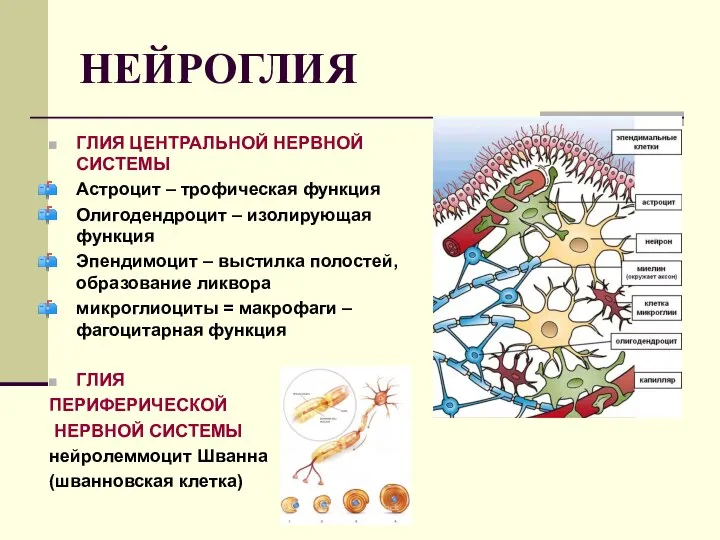 НЕЙРОГЛИЯ ГЛИЯ ЦЕНТРАЛЬНОЙ НЕРВНОЙ СИСТЕМЫ Астроцит – трофическая функция Олигодендроцит – изолирующая