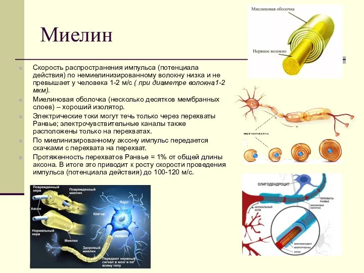 Миелин Скорость распространения импульса (потенциала действия) по немиелинизированному волокну низка и не