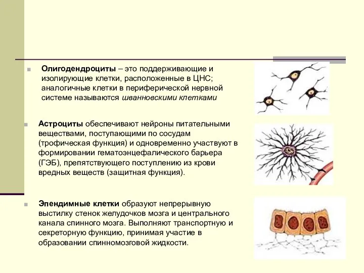 Олигодендроциты – это поддерживающие и изолирующие клетки, расположенные в ЦНС; аналогичные клетки