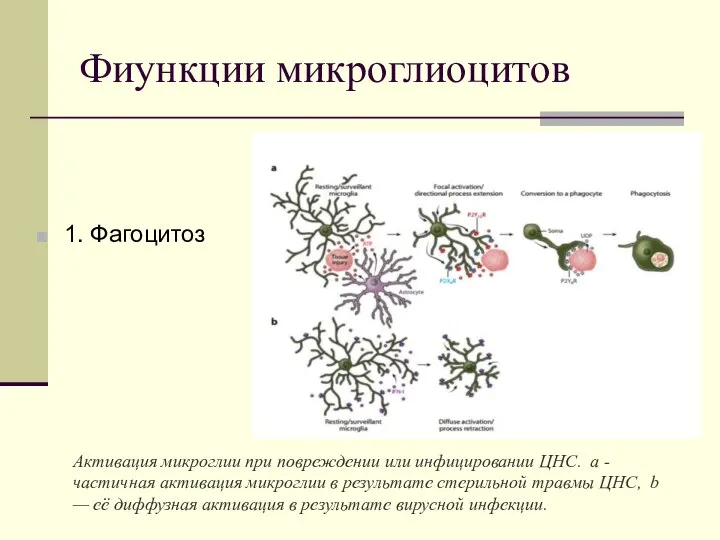 Фиункции микроглиоцитов 1. Фагоцитоз Активация микроглии при повреждении или инфицировании ЦНС. а