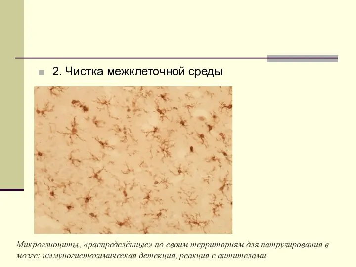 2. Чистка межклеточной среды Микроглиоциты, «распределённые» по своим территориям для патрулирования в