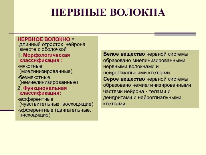 НЕРВНЫЕ ВОЛОКНА НЕРВНОЕ ВОЛОКНО = длинный отросток нейрона вместе с оболочкой 1.