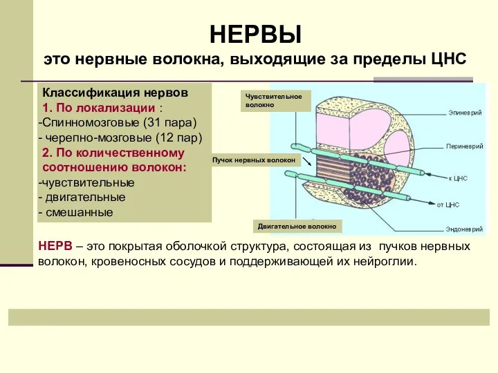 НЕРВ – это покрытая оболочкой структура, состоящая из пучков нервных волокон, кровеносных