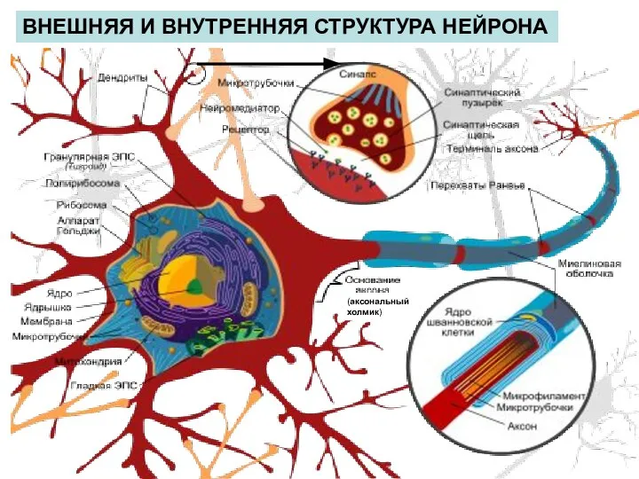 ВНЕШНЯЯ И ВНУТРЕННЯЯ СТРУКТУРА НЕЙРОНА (аксональный холмик)