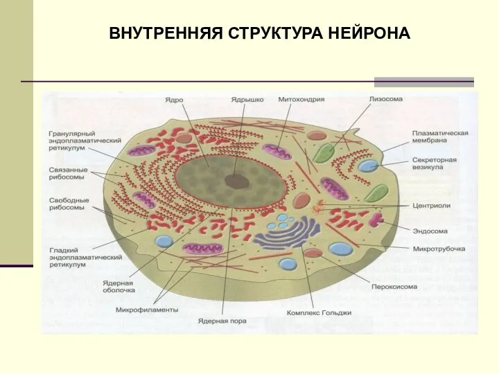 ВНУТРЕННЯЯ СТРУКТУРА НЕЙРОНА