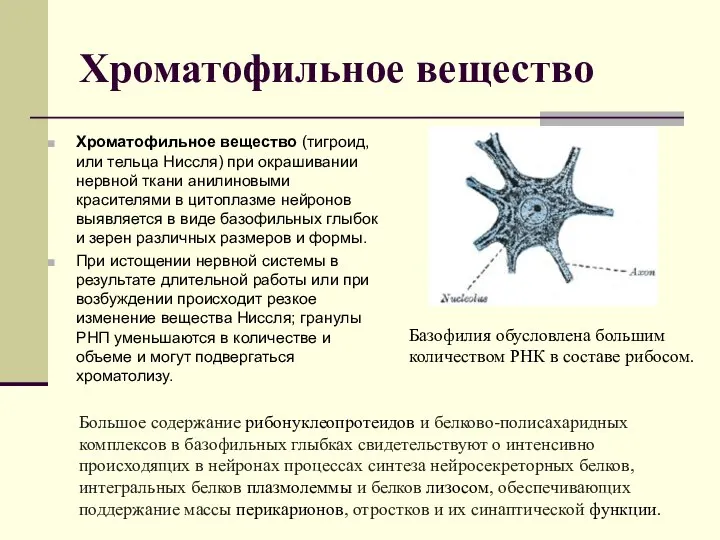 Хроматофильное вещество Хроматофильное вещество (тигроид, или тельца Ниссля) при окрашивании нервной ткани
