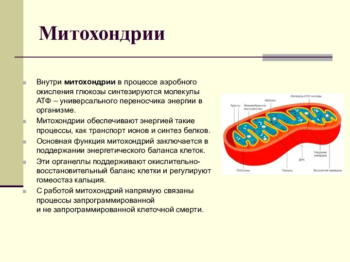 Митохондрии Внутри митохондрии в процессе аэробного окисления глюкозы синтезируются молекулы АТФ –