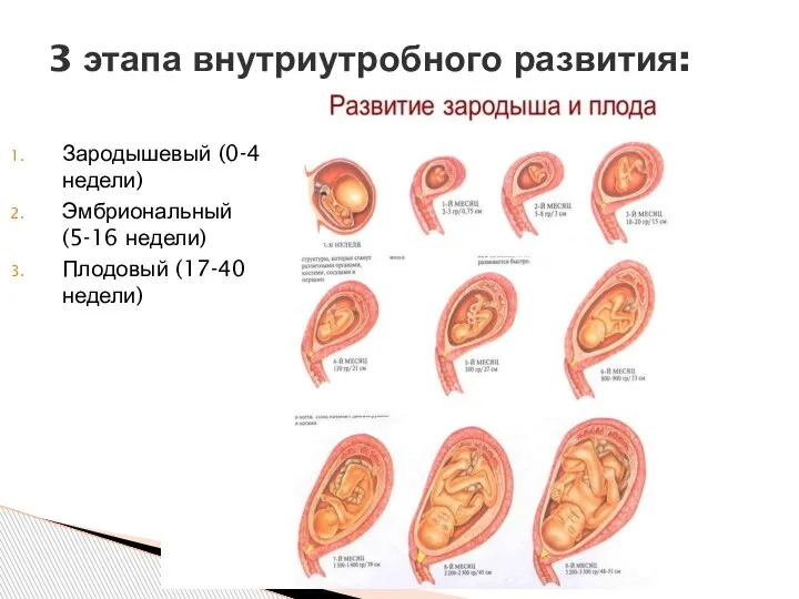 Зародышевый (0-4 недели) Эмбриональный (5-16 недели) Плодовый (17-40 недели) 3 этапа внутриутробного развития: