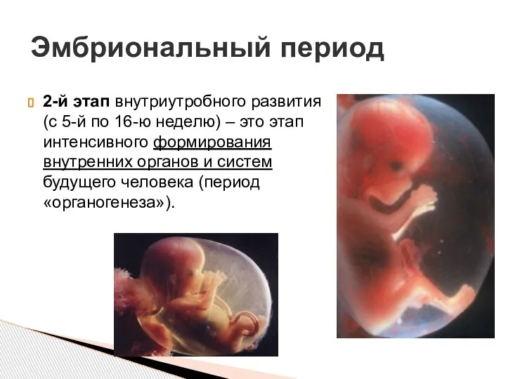 2-й этап внутриутробного развития (с 5-й по 16-ю неделю) – это этап