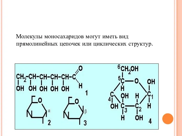 Молекулы моносахаридов могут иметь вид прямолинейных цепочек или циклических структур.