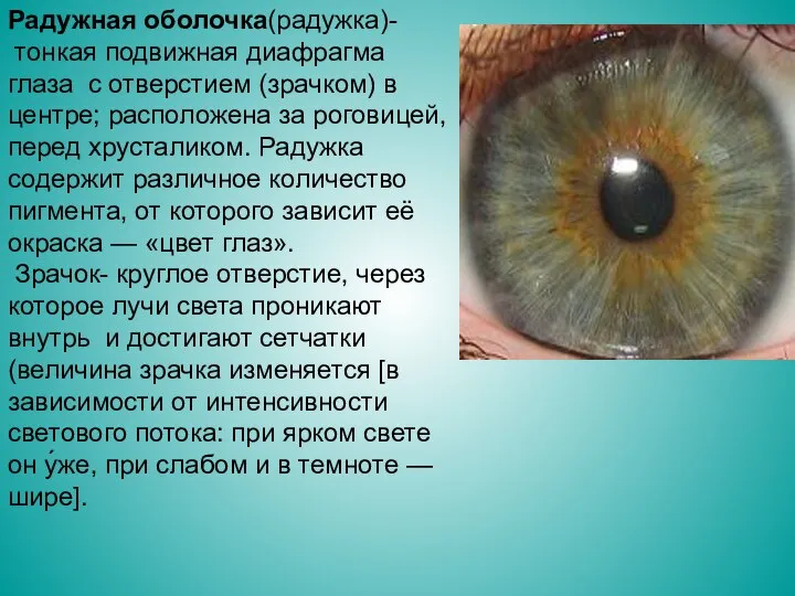 Радужная оболочка(радужка)- тонкая подвижная диафрагма глаза с отверстием (зрачком) в центре; расположена