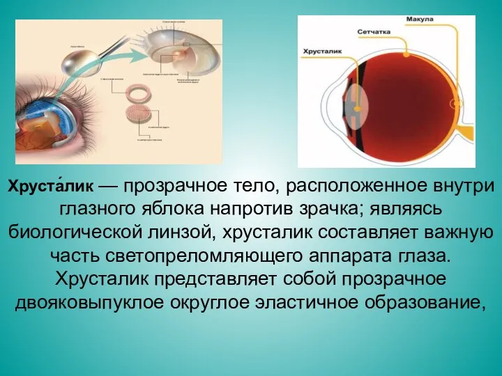 Хруста́лик — прозрачное тело, расположенное внутри глазного яблока напротив зрачка; являясь биологической