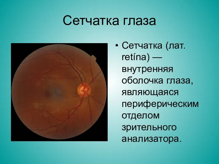 Сетчатка глаза Сетчатка (лат. retína) — внутренняя оболочка глаза, являющаяся периферическим отделом зрительного анализатора.