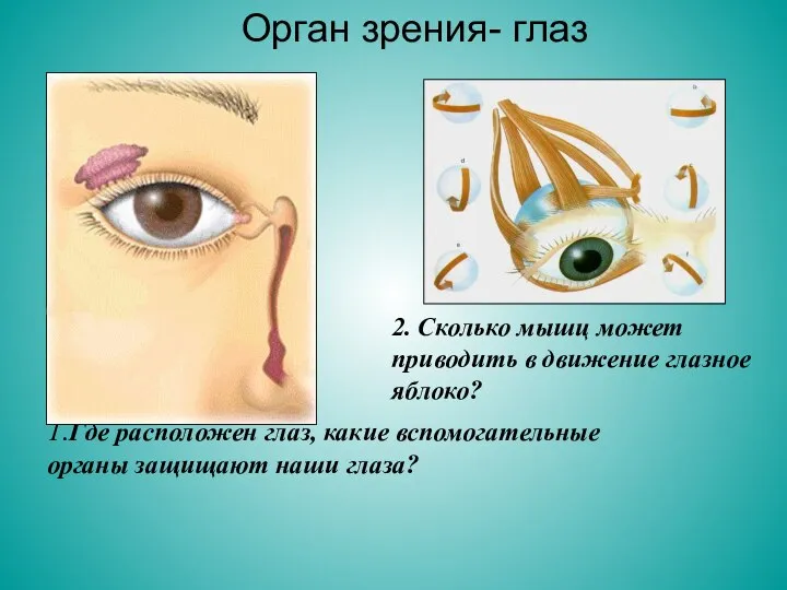 1.Где расположен глаз, какие вспомогательные органы защищают наши глаза? 2. Сколько мышц