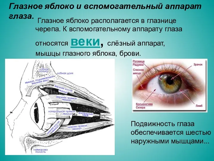 Глазное яблоко и вспомогательный аппарат глаза. Глазное яблоко располагается в глазнице черепа.